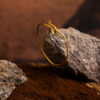 bracciale Serpe slim della collezione Design di Marte Gioielli