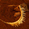 collana radici slim della collezione Marte Design di Marte Gioiell